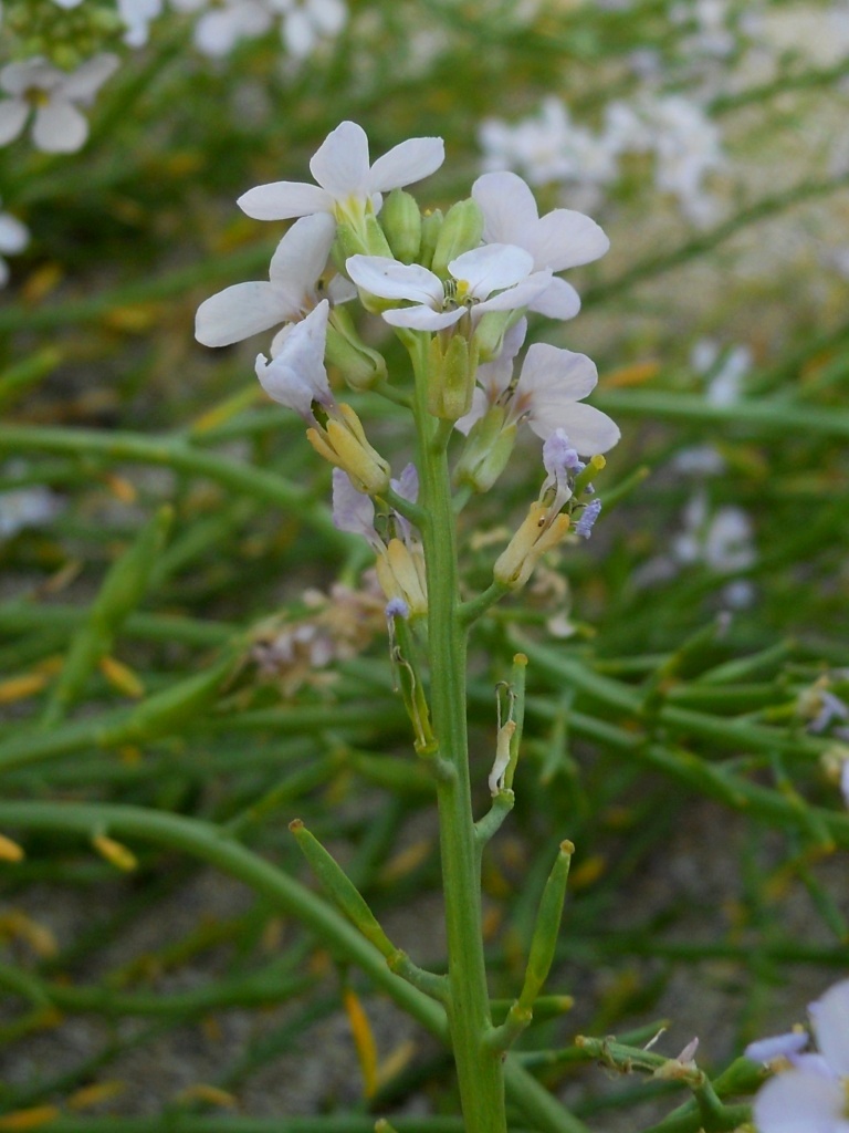 Fiore bianco 3 -  Cakile maritima